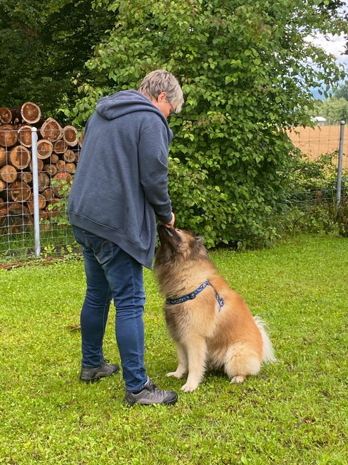 Begleithund/Obedience © Hundeschule gooddog