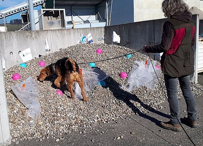 Objektsuche © Hundeschule gooddog