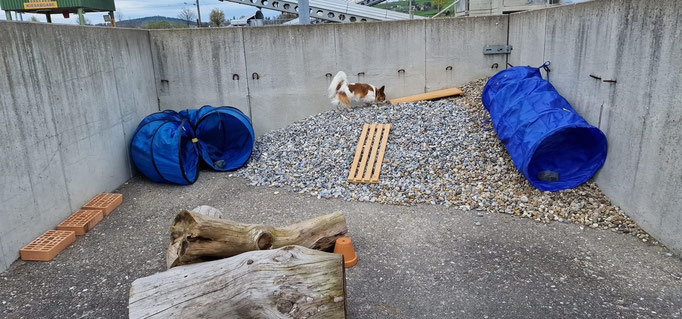 Objektsuche © Hundeschule gooddog