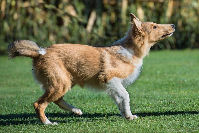 Junghundekurs © Hundeschule gooddog