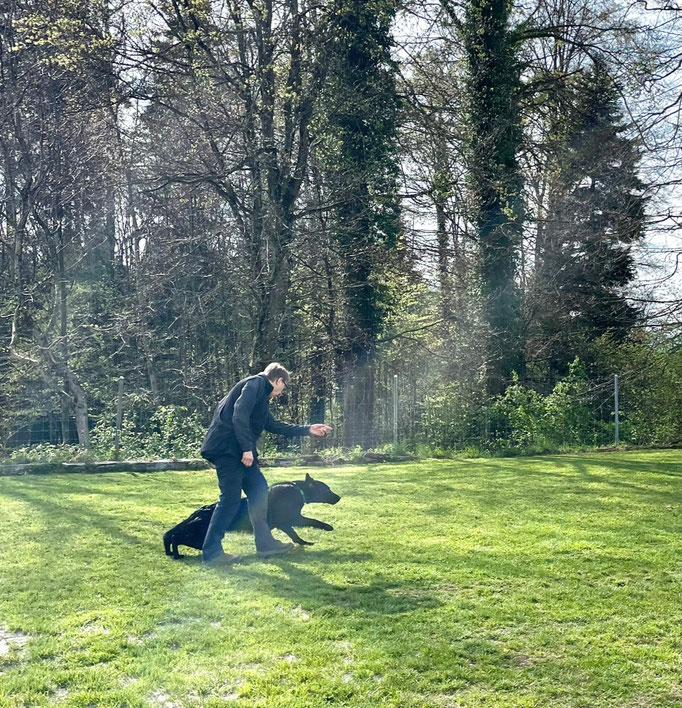 Begleithund/Obedience © Hundeschule gooddog