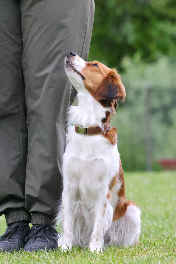 Begleithund/Obedience © Hundeschule gooddog