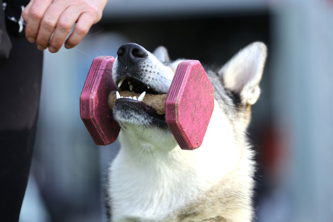 Begleithund/Obedience © Hundeschule gooddog