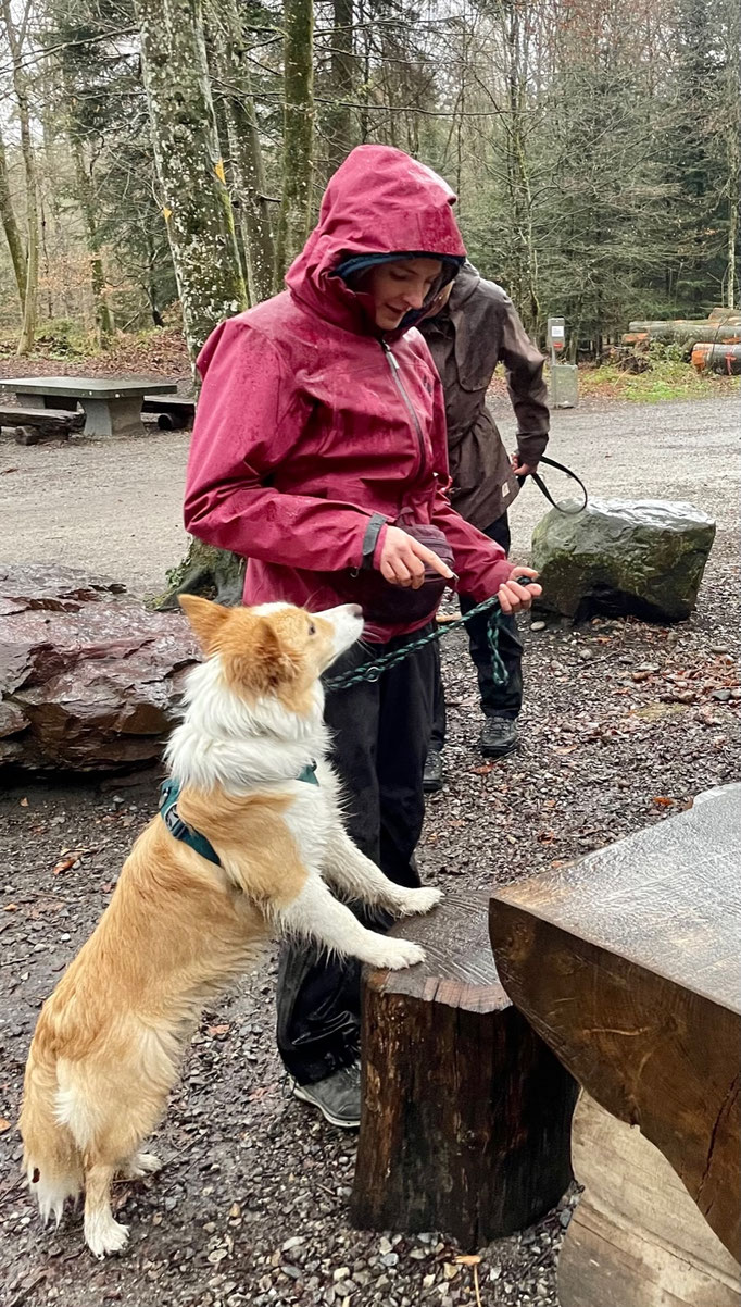 Lernspaziergänge © Hundeschule gooddog