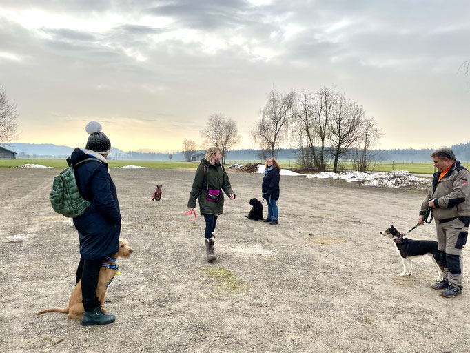 Junghundekurs © Hundeschule gooddog