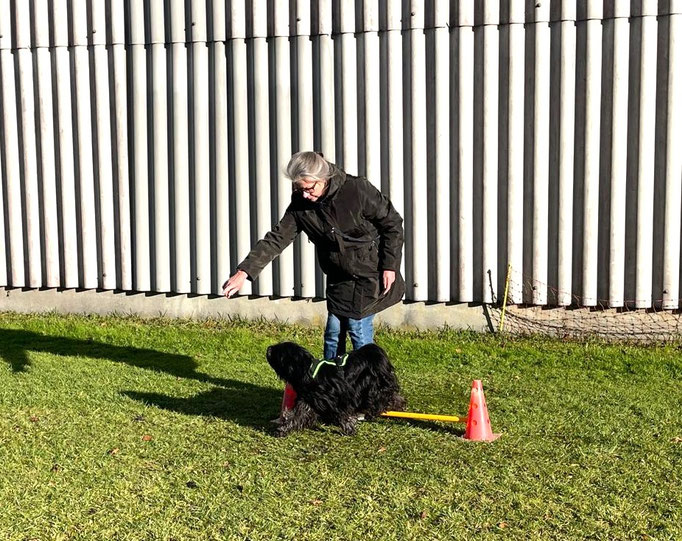 Hundeplausch/Plauschgruppe © Hundeschule gooddog