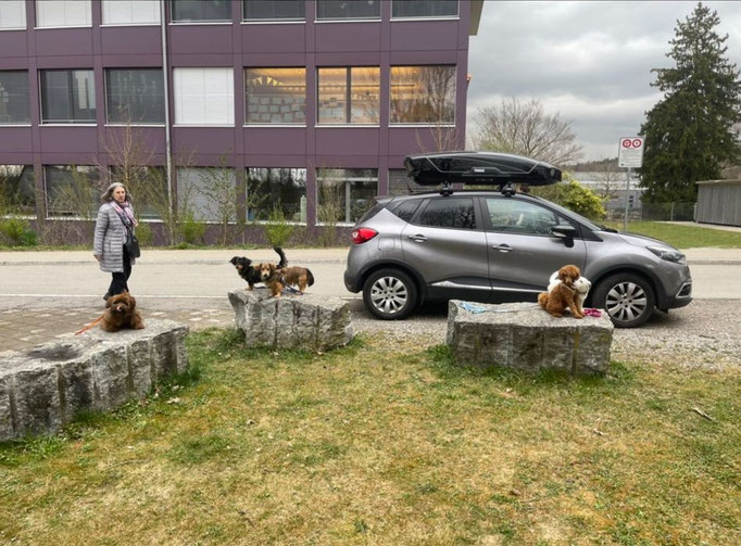 Lernspaziergänge © Hundeschule gooddog