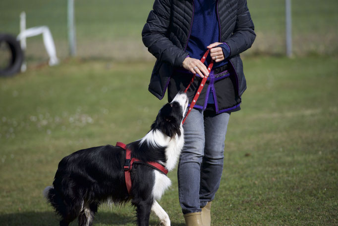 Erziehungskurs © Hundeschule gooddog