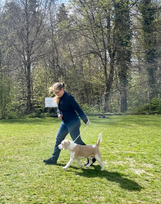 Ringtraining © Hundeschule gooddog