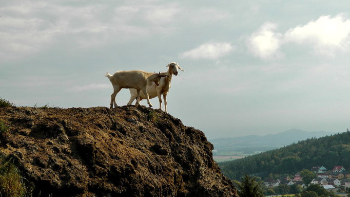 Bergziegen auf dem "Kleiner Kulm"