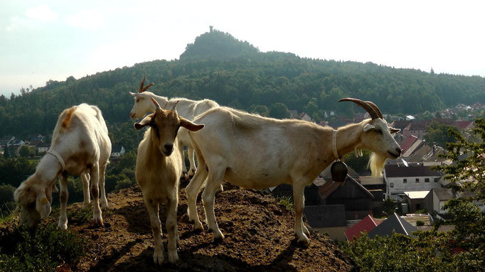 Bergziegen auf dem "Kleiner Kulm" mit Blick zum "Rauher Kulm"