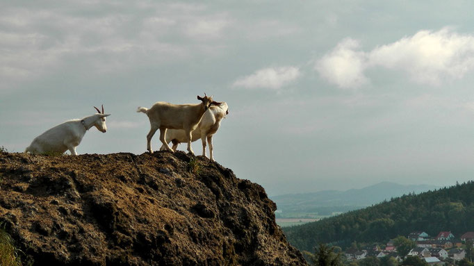 Bergziegen auf dem "Kleiner Kulm"