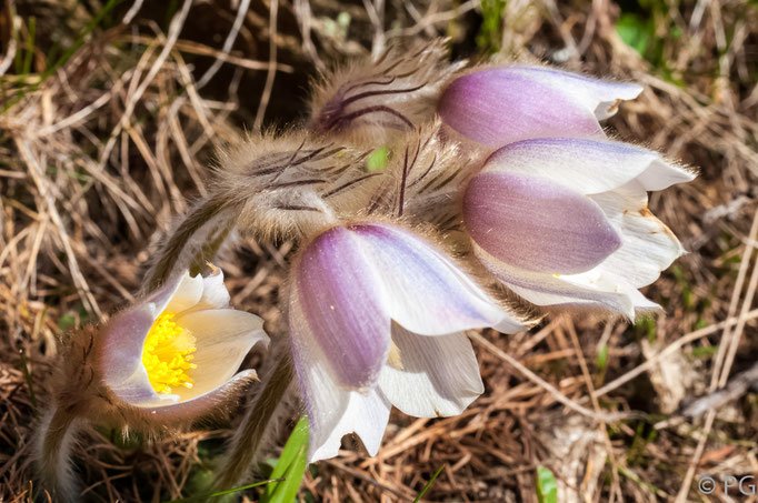 Pulsatilla Vernalis