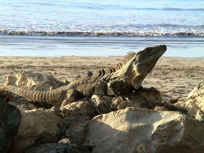 Playa Tamarindo