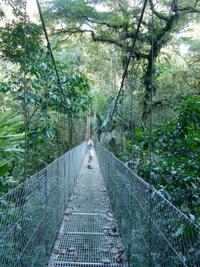 Eine von hunderten von Hängebrücken im Regenwald