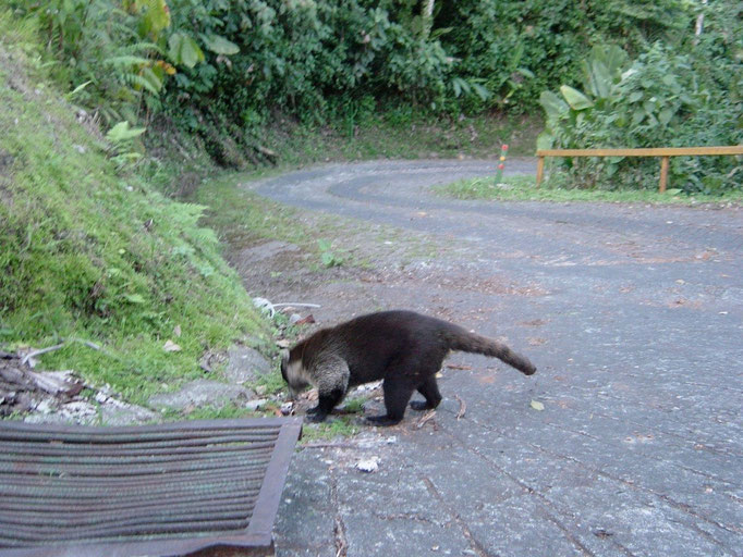 Nasenbär