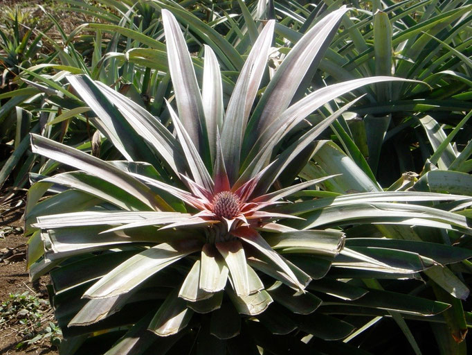 Ananas Plantage