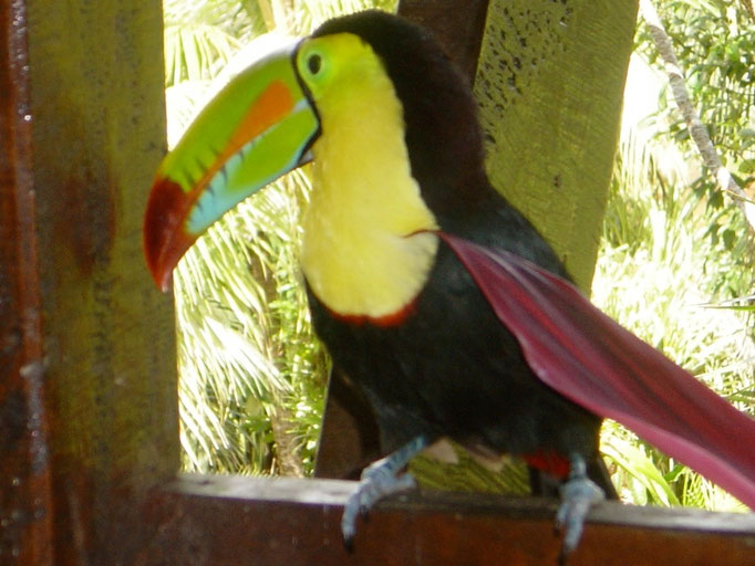 Regenbogentucan im Regenwald bei Boca San Carlos