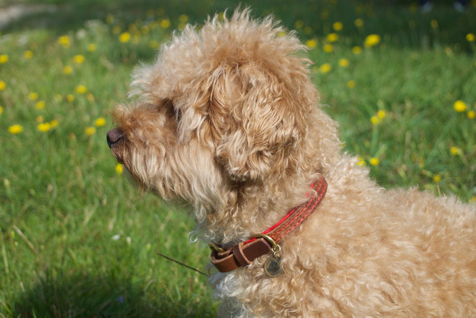 hundehalsband-lederhalsband-botein-perlenvordiehunde