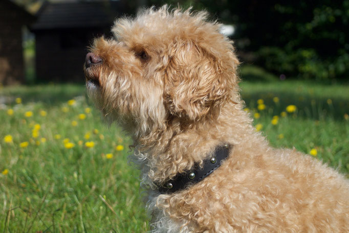 hundehalsband-lederhalsband-perlen-perlenvordiehunde