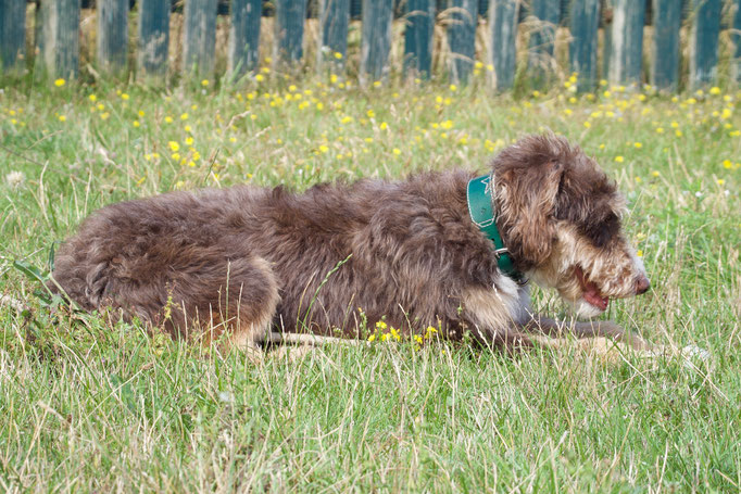 hundehalsband-lederhalsband-sterne-atik-perlenvordiehunde
