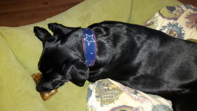 hundehalsband-lederhalsband-perlen-sterne-astrum-perlenvordiehunde