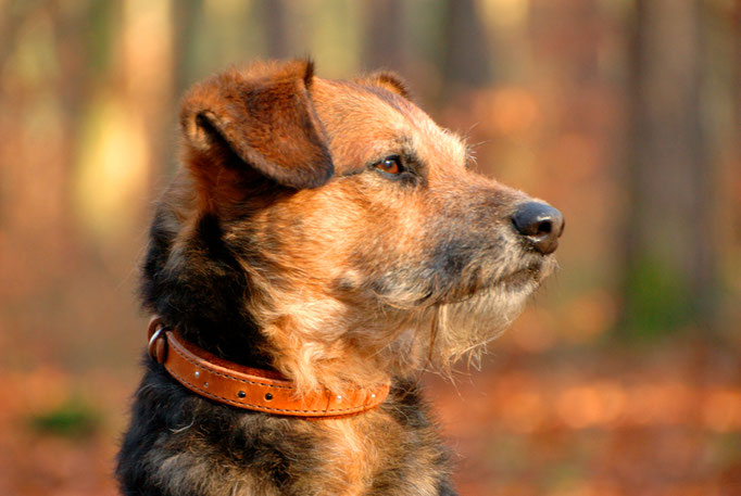 hundehalsband-lederhalsband-perlen-luna-perlenvordiehunde