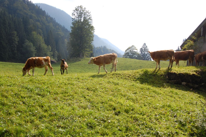 Auf der Haideralm