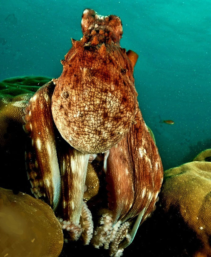 Octopus Model, 2022