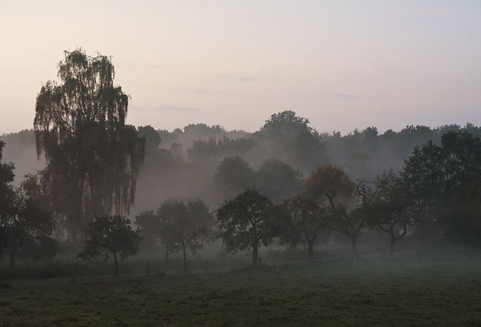 Mist bedekt de appelbomen 