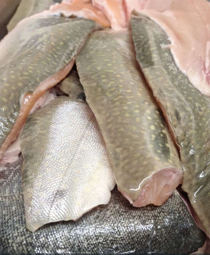 FrischFischFang - Vorbestellung notwendig - Abholung Dienstag und Donnerstag von 17 bis 18 Uhr
