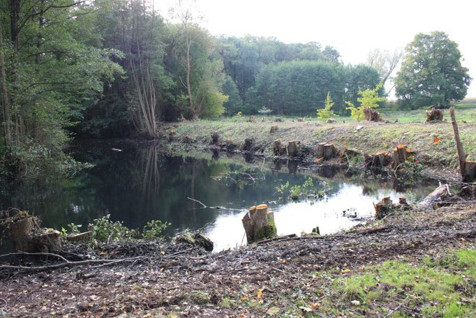 Nochmals der freigelegte Teich  Foto:NABU/Peter Jacobson