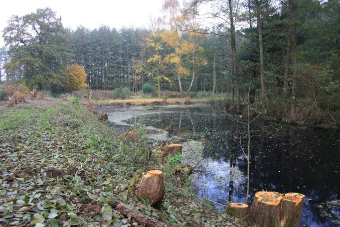 Blick auf den freigelegten großen Teich  Foto:NABU/Peter Jacobson