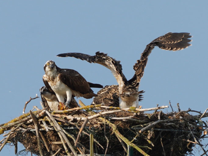 Fischadler mit Beute beobachtet von Natur und Wildlifefotografie Berlin Brandenburg Regional -Sven Budberg