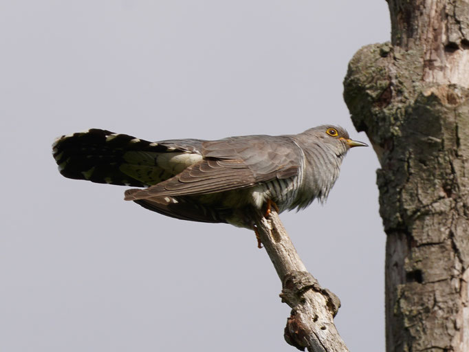 Der Kuckuck von Natur und Wildlifefotografie Berlin Brandenburg Regional -Sven Budberg