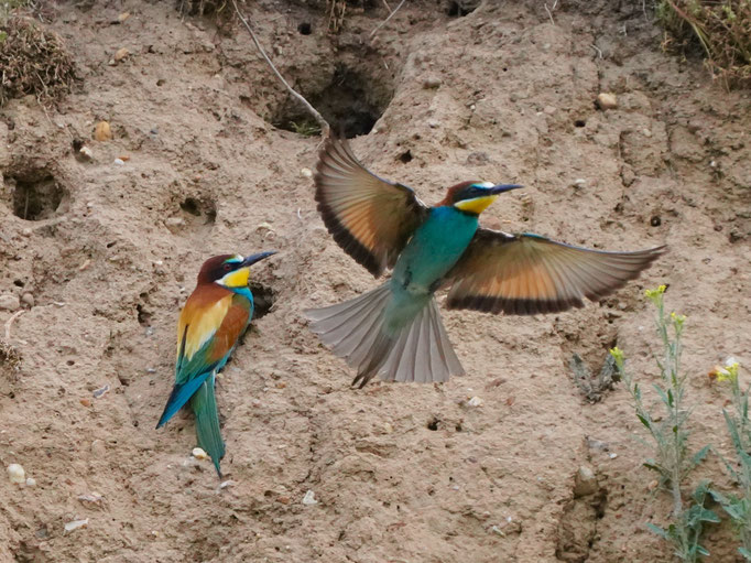Bienenfresser beobachtet von Natur und Wildlifefotografie Berlin Brandenburg Regional -Sven Budberg