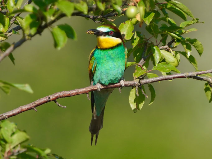 Bienenfresser beobachtet von Natur und Wildlifefotografie Berlin Brandenburg Regional -Sven Budberg
