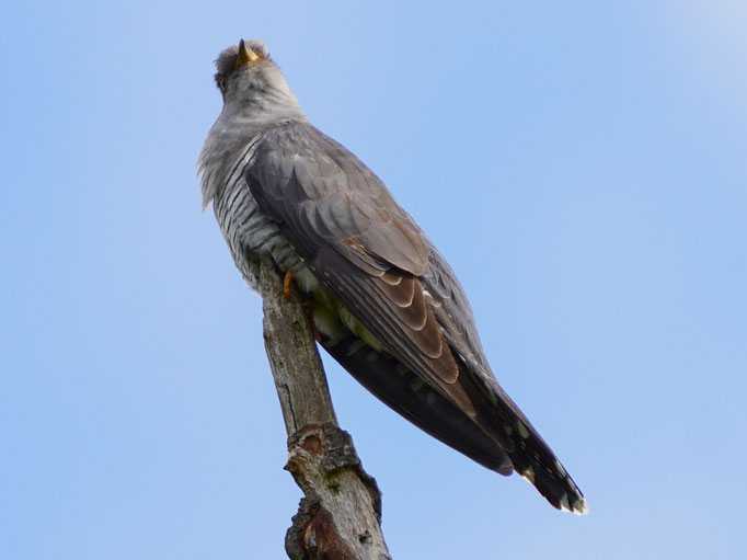 Der Kuckuck von Natur und Wildlifefotografie Berlin Brandenburg Regional -Sven Budberg