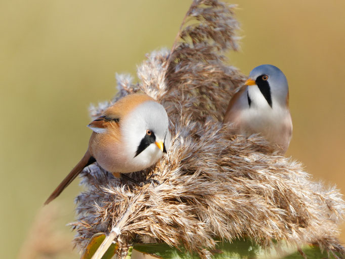 Bartmeise - von Natur und Wildlifefotografie Berlin Brandenburg Regional Sven Budberg