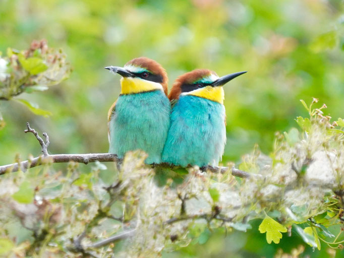 Bienenfresser beobachtet von Natur und Wildlifefotografie Berlin Brandenburg Regional -Sven Budberg