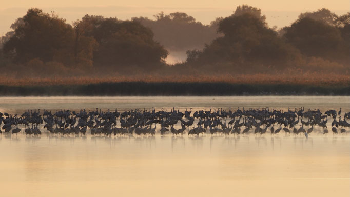 Die Kraniche von Natur und Wildlifefotografie Berlin Brandenburg Regional -Sven Budberg