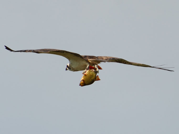 Fischadler mit Beute beobachtet von Natur und Wildlifefotografie Berlin Brandenburg Regional -Sven Budberg