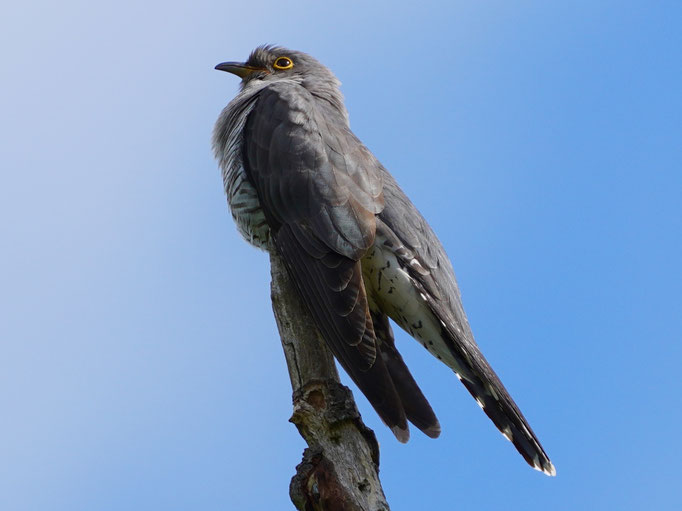 Der Kuckuck von Natur und Wildlifefotografie Berlin Brandenburg Regional -Sven Budberg