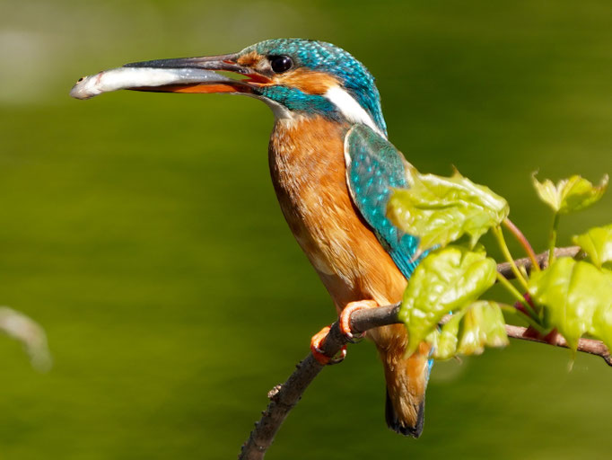 Eisvogel mit Beute von Natur und Wildlifefotografie Berlin Brandenburg Regional -Sven Budberg