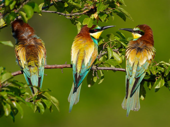 Bienenfresser beobachtet von Natur und Wildlifefotografie Berlin Brandenburg Regional -Sven Budberg