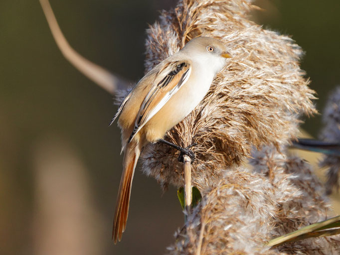 Bartmeise - von Natur und Wildlifefotografie Berlin Brandenburg Regional Sven Budberg