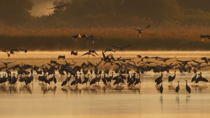 Die Kraniche von Natur und Wildlifefotografie Berlin Brandenburg Regional -Sven Budberg