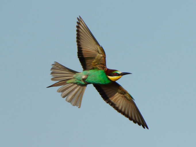 Bienenfresser beobachtet von Natur und Wildlifefotografie Berlin Brandenburg Regional -Sven Budberg