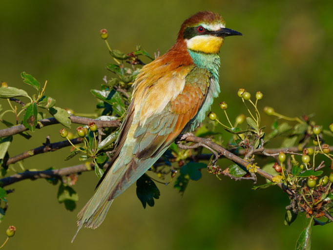 Bienenfresser beobachtet von Natur und Wildlifefotografie Berlin Brandenburg Regional -Sven Budberg