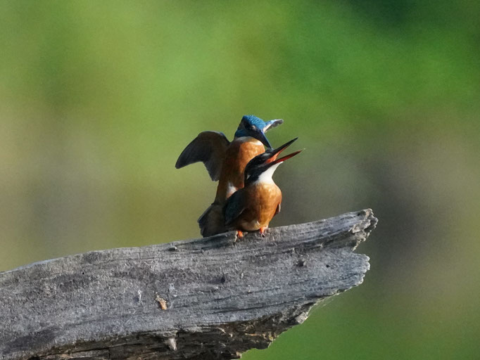 Eisvogel bei der Paarung von Natur und Wildlifefotografie Berlin Brandenburg Regional -Sven Budberg